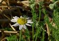 chamomile